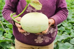 魔子吃瓜,揭秘娱乐圈背后的秘密与八卦