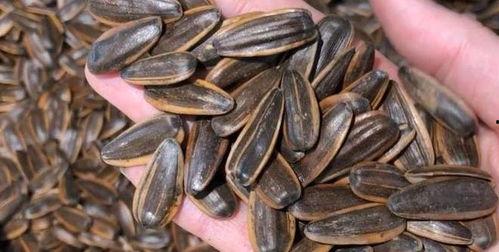 不吃瓜只吃瓜子,品味生活，远离喧嚣