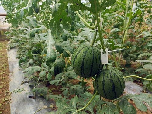 金乡吃瓜小情侣