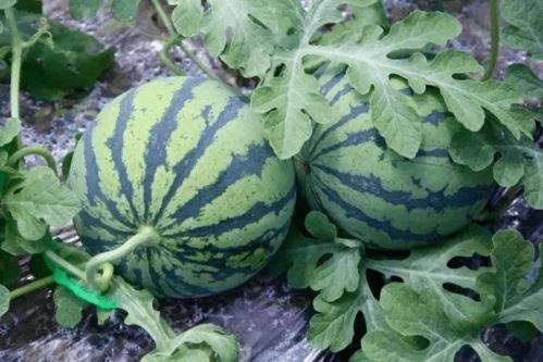 一个人在北京吃瓜