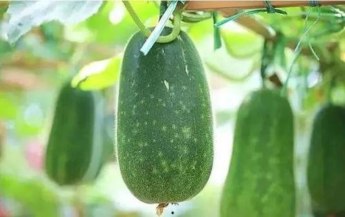 一个人在北京吃瓜