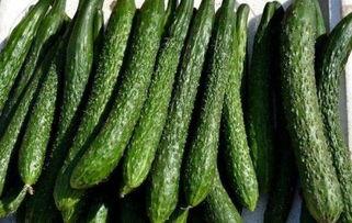 减肥可以吃翠绿瓜吗,健康美味两不误