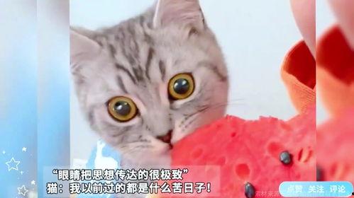 吃瓜 猫