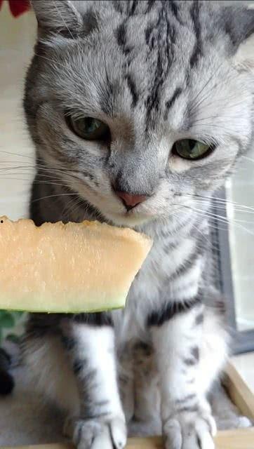 吃瓜 猫