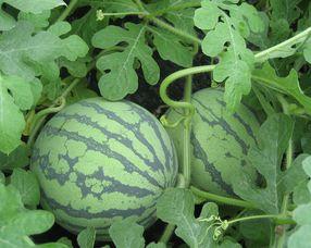 捎瓜孕妇可以吃吗,营养与安全的双重保障