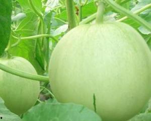 捎瓜孕妇可以吃吗,营养与安全的双重保障