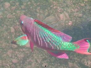 锦鲤吃大瓜,揭秘锦鲤吃大瓜的神奇魅力