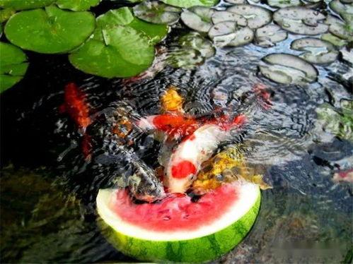 锦鲤吃大瓜,揭秘锦鲤吃大瓜的神奇魅力