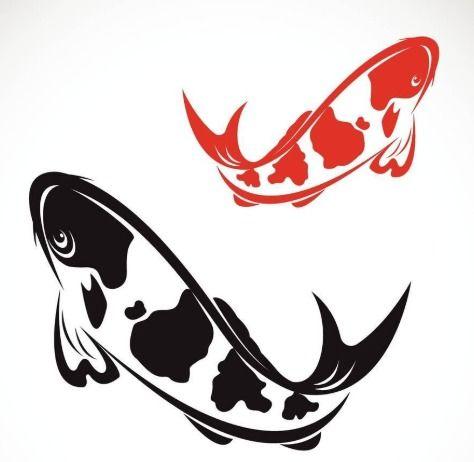 锦鲤吃大瓜,揭秘锦鲤吃大瓜的神奇魅力