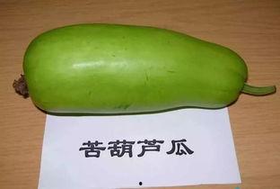 吃葫芦瓜多腹泻原因,过量食用背后的健康隐患