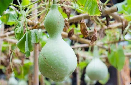 吃葫芦瓜多腹泻原因,过量食用背后的健康隐患