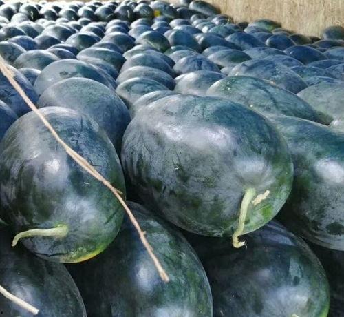 石头瓜硒砂瓜可以吃吗