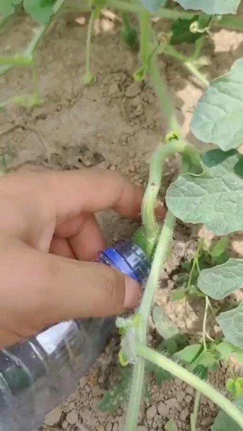 吃瓜能不能长高