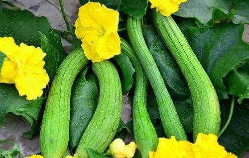 吃瓜能不能长高