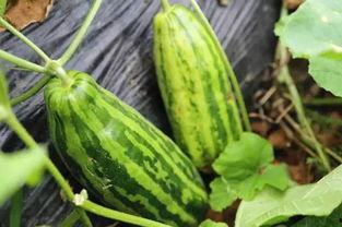 吃瓜不停地吃瓜什么意思,揭秘“吃瓜不停”背后的网络文化现象