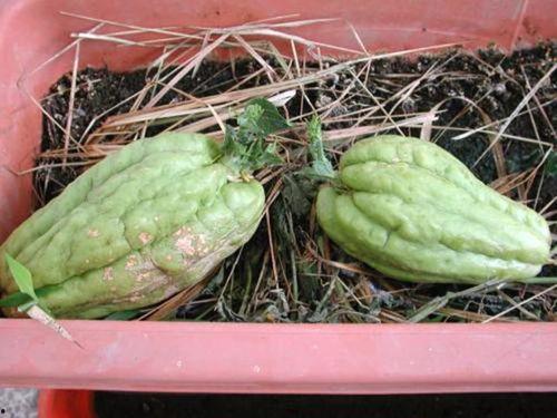 产妇可以吃捧瓜