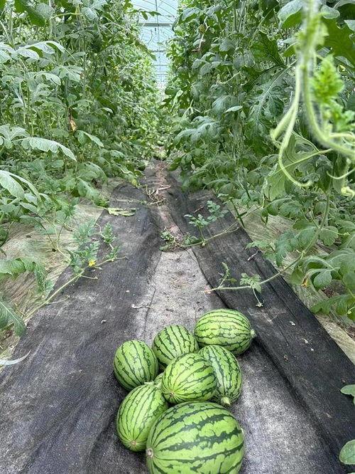 武汉海伦司吃瓜