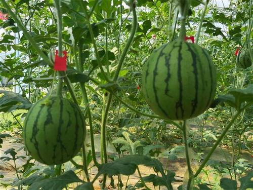 武汉海伦司吃瓜