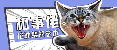 猫咪警长吃瓜视频