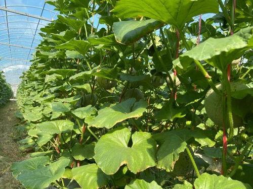 2022必吃的瓜,娱乐圈风云再起，揭秘热点事件背后的真相