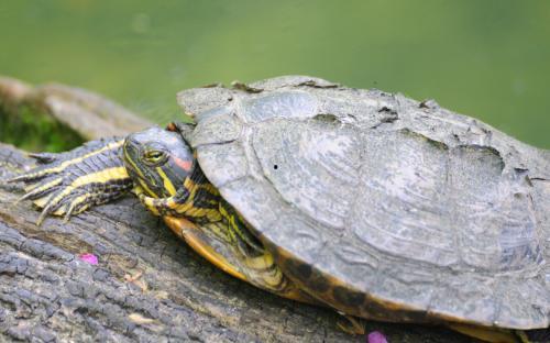 乌龟吃角瓜吗,它们会吃角瓜吗？