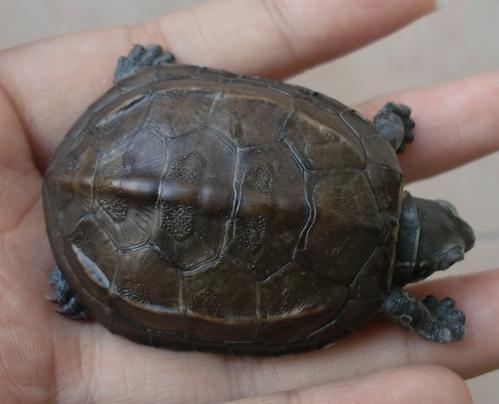 乌龟吃角瓜吗,它们会吃角瓜吗？