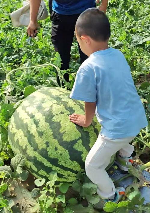 吃瓜比赛3,瓜界巅峰对决，谁将问鼎瓜王宝座？