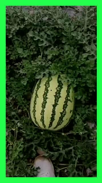 每日还得吃瓜,紧跟热点，轻松掌握社会动态