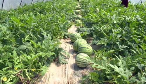 临安人最近吃瓜视频,最新吃瓜视频盘点