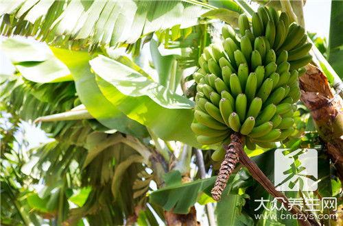 黄瓜和香蕉一起吃哈密瓜,营养新组合的奇妙体验”