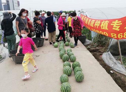 大兴吃瓜比赛群众报名,全民报名，瓜界盛宴即将开启