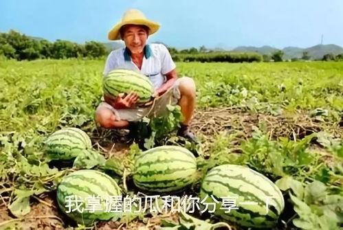 最近热搜吃瓜,背后真相与网络舆论的狂欢