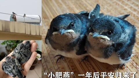 小兔吃哈密瓜